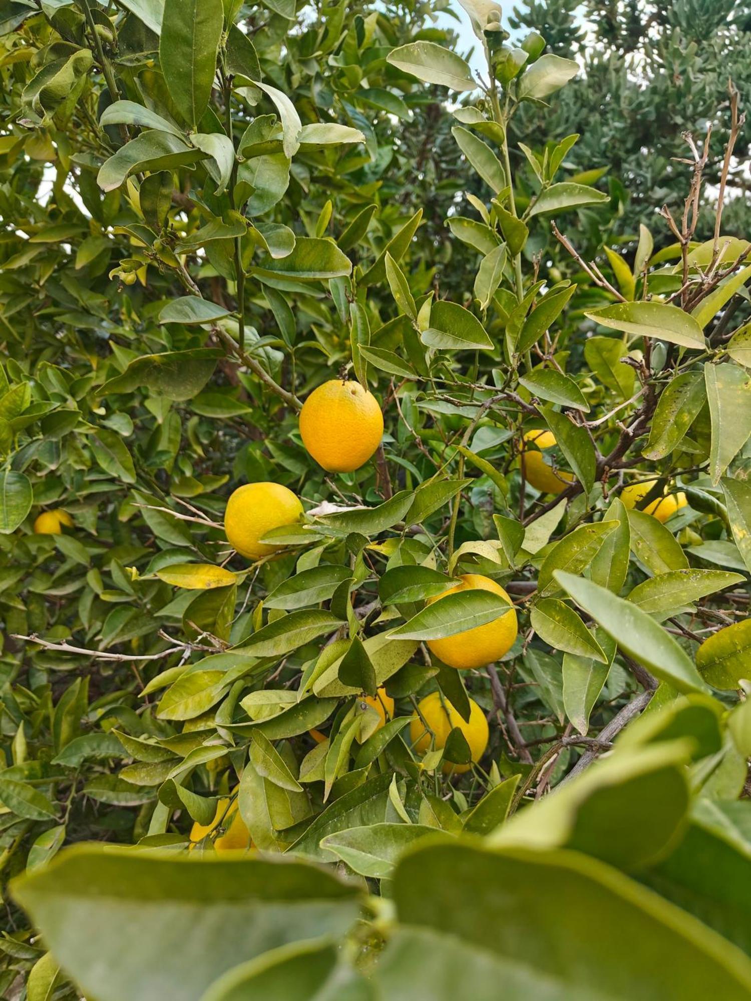 Finca Oliva Bolulla Exteriör bild